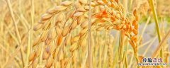 稻穗是什么季节啊 稻穗是什么季节