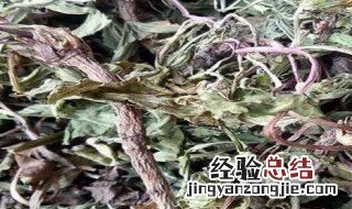 蒲公英花怎么晒干制茶 蒲公英花怎么晒干制茶喝