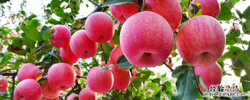 元富红苹果品种介绍 元富红苹果树苗