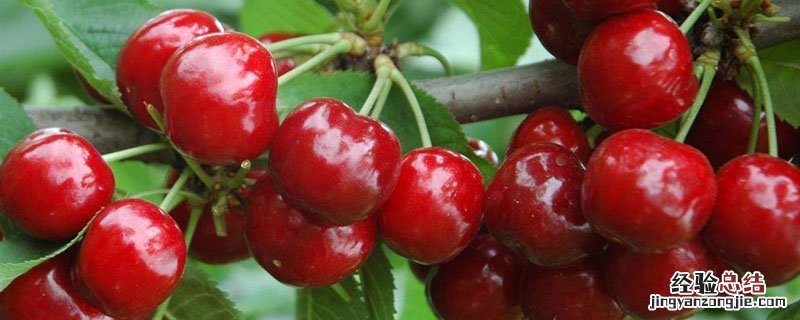 在家可以种植樱桃吗 家里可以栽樱桃吗