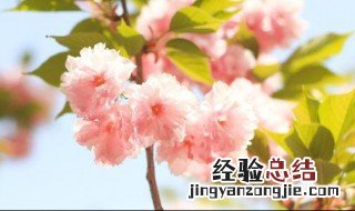 樱桃花特征 樱桃花的习性