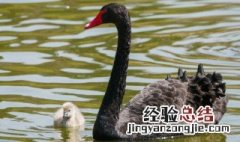 黑天鹅吃什么食物 黑天鹅吃什么食物百科