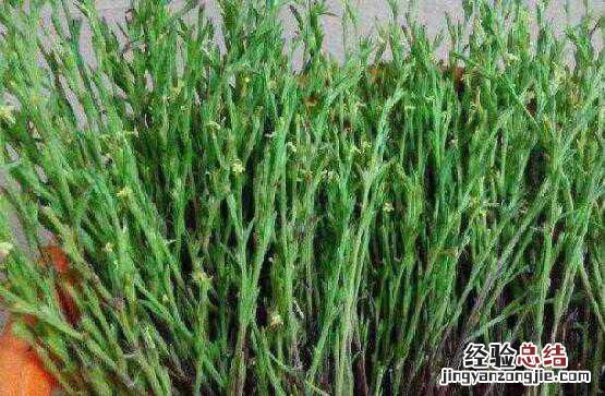 独脚金的功效与副作用 独脚金的功效与作用及药用价值高吗