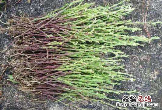 独脚金的功效与副作用 独脚金的功效与作用及药用价值高吗