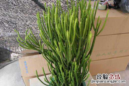 光棍树的功效与作用及副作用 中药光棍树什么功效专家解答