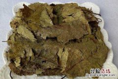 杜仲叶的作用与功效 杜仲叶的作用与功效有哪些