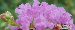 什么是限定花期 限定花期出自哪里