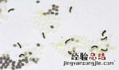 蚕卵是怎样孵化的 蚕卵是怎样孵化的图片