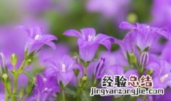 桔梗花怎么养 绿色桔梗花怎么养