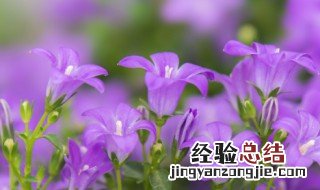 桔梗花怎么养 绿色桔梗花怎么养