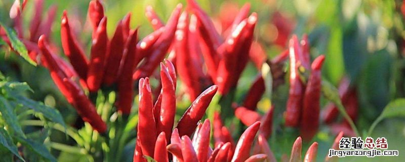 朝天椒苗后打什么除草剂 朝天椒地打啥除草剂不伤椒苗