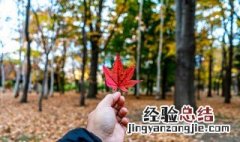 关于秋天的作文200字四年级 关于秋天的作文200字