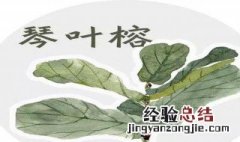 琴叶榕从哪里长叶子 琴叶榕什么时候长叶子