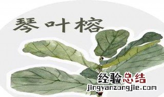 琴叶榕从哪里长叶子 琴叶榕什么时候长叶子