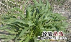 野菠菜怎么吃法 野菠菜怎么吃