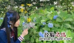 纹股蓝的功效与作用 纹股蓝的功效作用有哪些