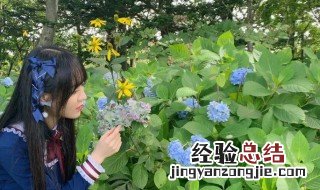 纹股蓝的功效与作用 纹股蓝的功效作用有哪些