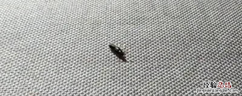 怎样能去除房间里的各种虫子野蒿能驱虫吗? 怎样能去除房间里的各种虫子