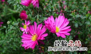 荷兰菊什么季节播种好 荷兰菊什么季节播种