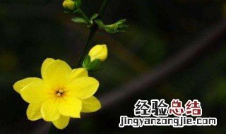 迎春花习性养护小知识 迎春花的养护要点