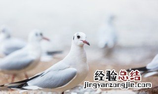 脆皮烤乳鸽的做法 脆皮烤乳鸽的做法 烤箱