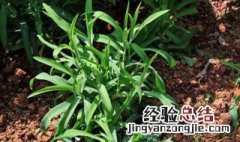 柴胡苗后用什么除草剂