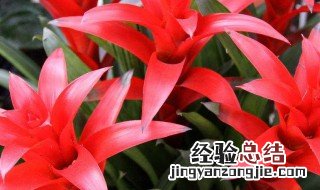 寓意好的花图片 寓意好的花