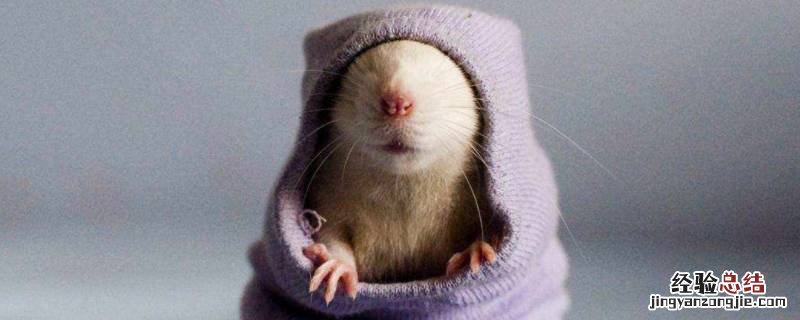 家里有老鼠怎么处理 家里有老鼠怎么处理就没有老鼠了