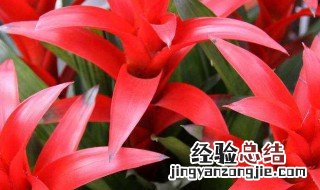 生根粉间隔几天浇一次水好 生根粉间隔几天浇一次