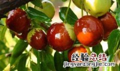 冬枣一天吃多少好 吃冬枣一天吃多少最好