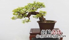什么是雀梅 雀梅特征