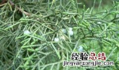 柏树几月份打顶 柏树几月份栽成活率高