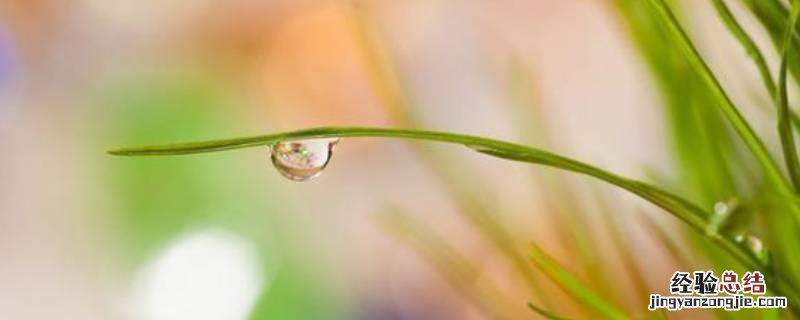 不带一根草去的上一句 何必单恋一根草的上一句