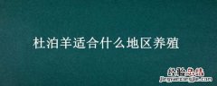 杜泊羊的养殖技术 杜泊羊适合什么地区养殖