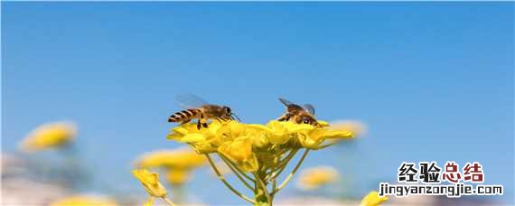 养蜜蜂专用工具 养蜜蜂专用工具有哪些?