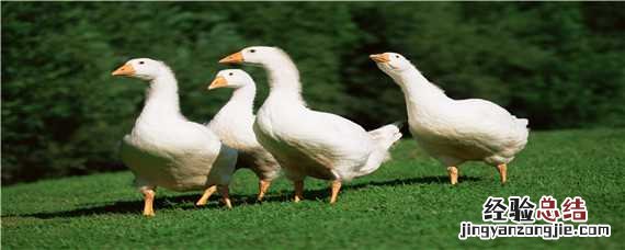 养鹅技术 养鹅技术视频