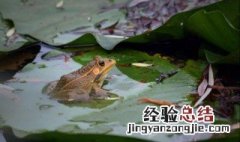蛤蟆皮的功效与作用