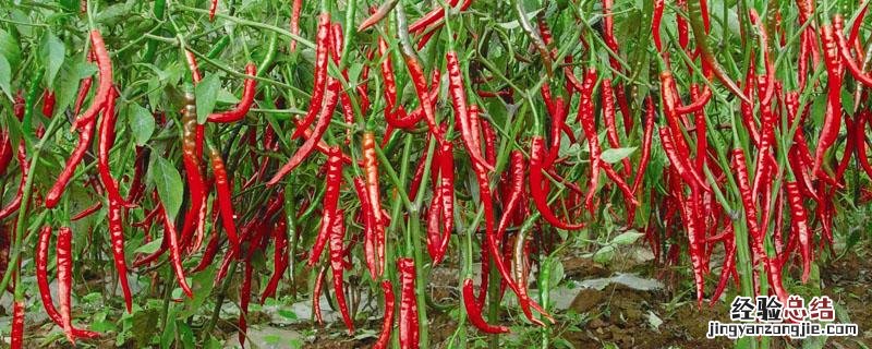 播辣椒种子的步骤 辣椒播种方法