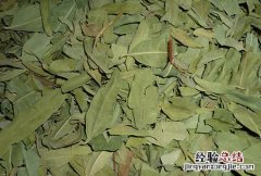 罗布麻图片 罗布麻