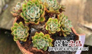 多肉悬崖怎么养 多肉悬崖盆景怎样造型设计