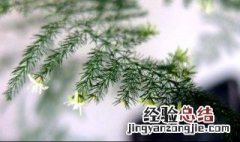 背阴阳台种什么植物好 背阴阳台种什么植物好呢