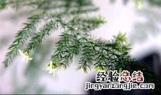 背阴阳台种什么植物好 背阴阳台种什么植物好呢