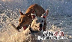 外出时遇到小狗注意什么事项 外出时遇到小狗注意什么
