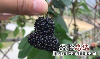 桑蚕什么季节采 桑蚕什么季节采摘最好