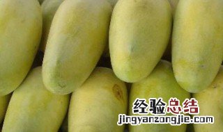 春天的芒果树开花吗 春天能不能种芒果的种子