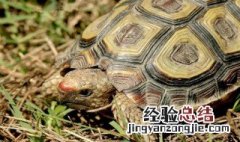 辐射龟是什么品种 辐射龟和星龟的区别