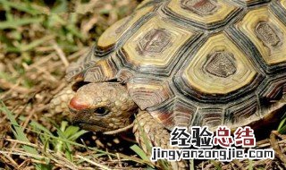 辐射龟是什么品种 辐射龟和星龟的区别