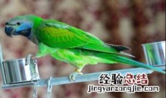 大绯胸鹦鹉说话 大绯胸鹦鹉说话视频