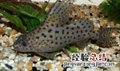 反游猫特征 反游猫是什么鱼