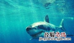 大白鲨用什么繁殖 大白鲨是怎样繁殖的